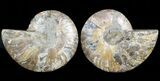 Sliced Fossil Ammonite Pair - Agatized #45495-1